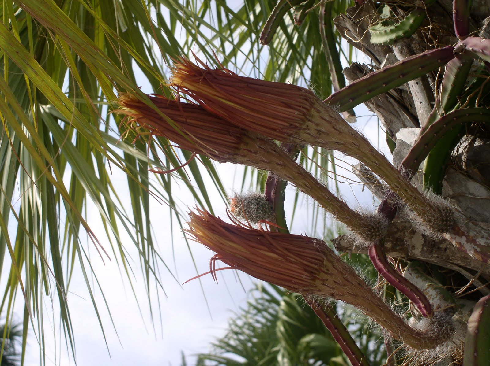 Florida Flowers and Gardens Night Blooming Cereus