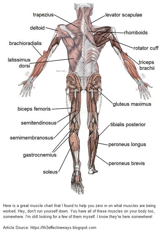 Back Muscle Chart