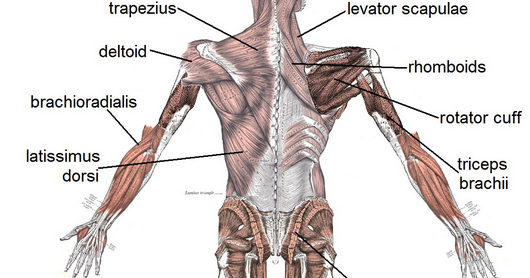 Effective Ways: Best Back Muscle Diagram