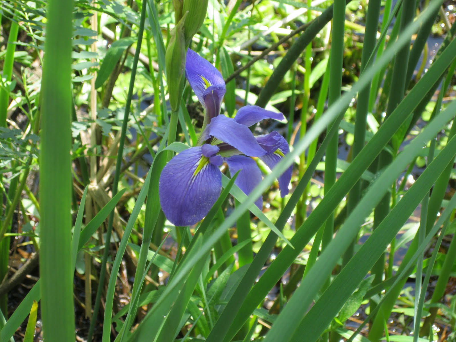 Iris Louisiana