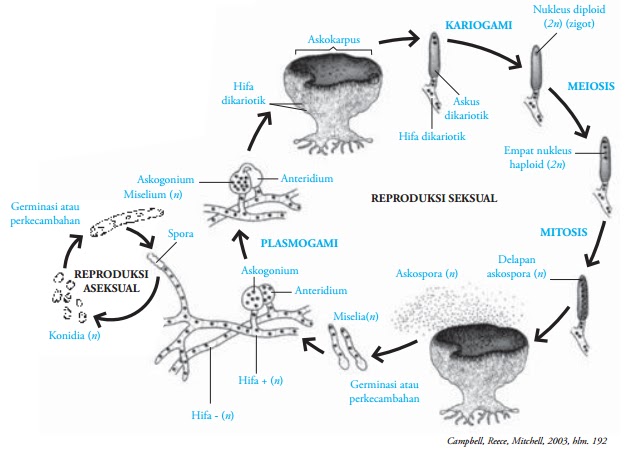 Jamur Ascomycota Jamur Untuk Membuat Tempe Tape Peuyeum Bir Sake Anggur