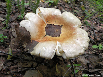 A leafy mushroom message.