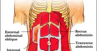 Eights and Weights: Understanding Your Abdominal Muscle Anatomy