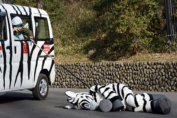 in Z news: On the loose: Footage of a Zebra caught and tranquilized in