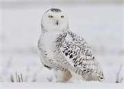 Young Snowy Owl
