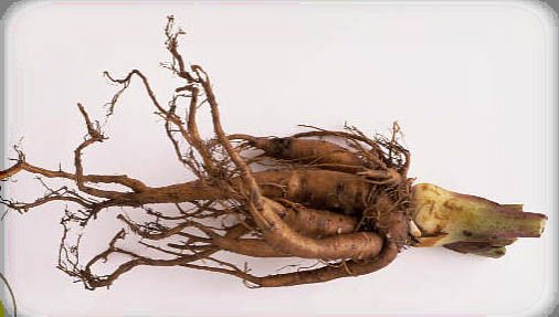 rhubarb root