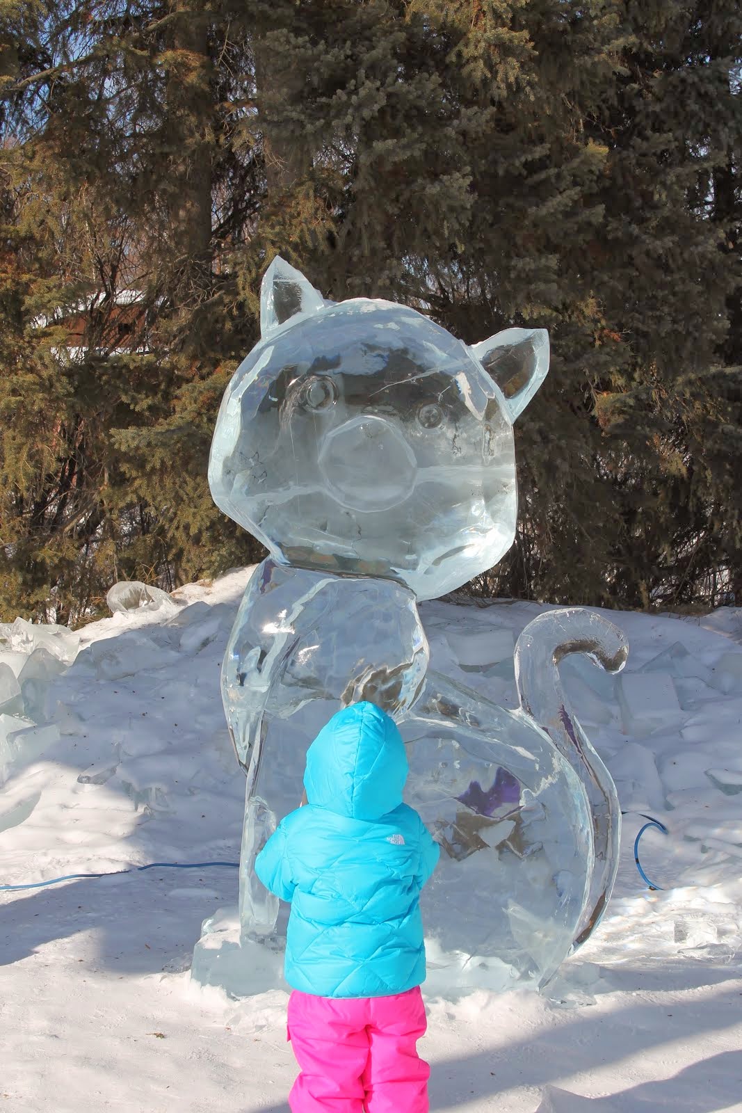 Ice Cat