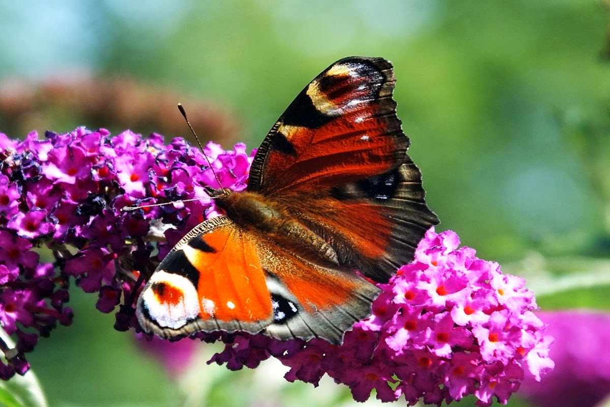 Butterfly Indicators of Ecosystem Change Nature Craze