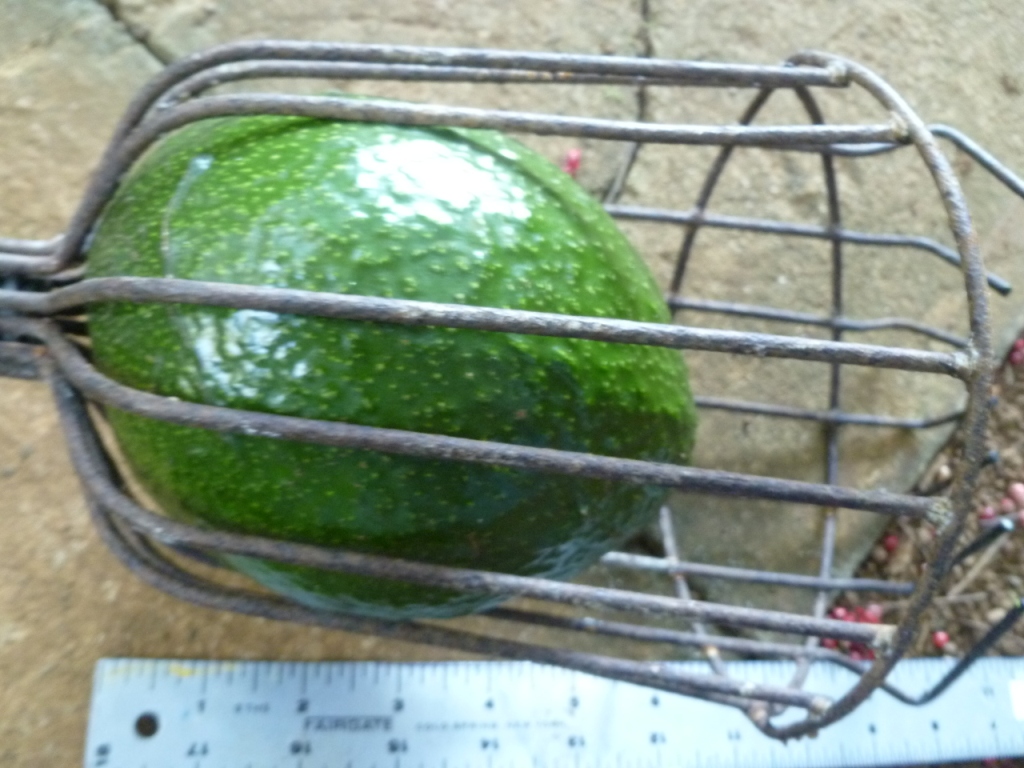 Maui Jungalow Avocado Picking as an Olympic Sport