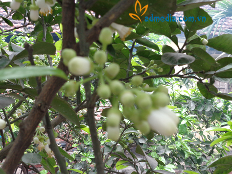 hương hoa bưởi hương hoa bưởi