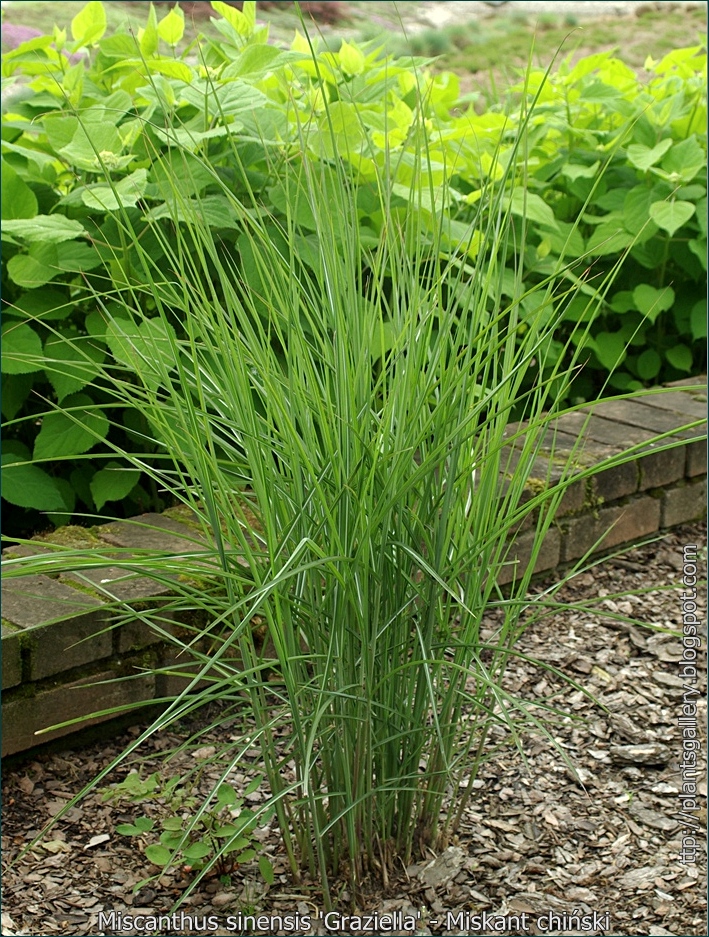 Miscanthus sinensis 'Graziella' - Miskant chiński