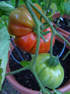 Heirloom Tomatoes on Vine