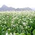 Đắm mình cùng những cánh đồng hoa cải trắng tại cao nguyên Mộc Châu