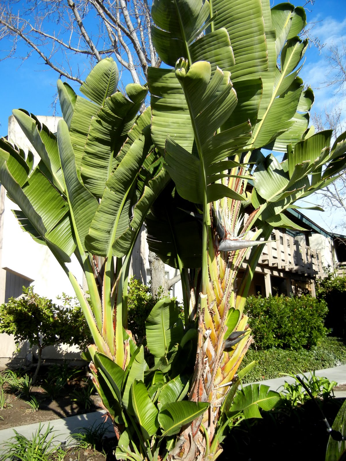 A photo, A thought&hellip;&hellip;&hellip;&hellip; Plant Birdofparadise&hellip;.