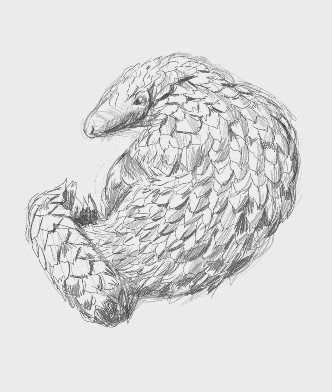 naomese - naomi bardoff's art blog: The Pangolin - Illustrated Marriane