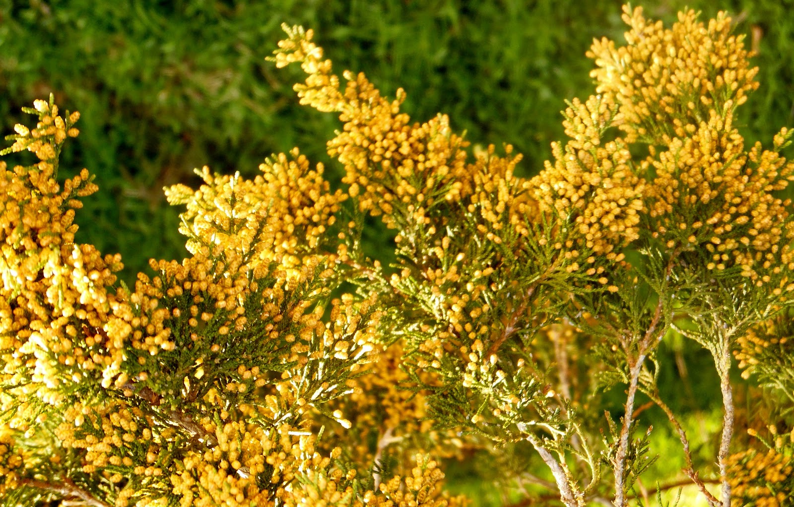In the Garden and More Unprecidented Cedar Pollen Timely Again!