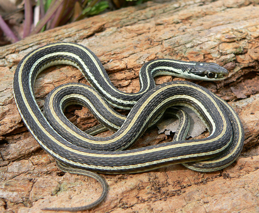 Snakes Eastern Ribbon Snake