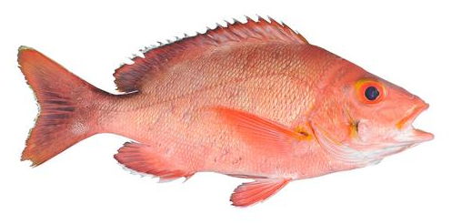 Ikan Merah Barahan Ikan Merah Barahan
