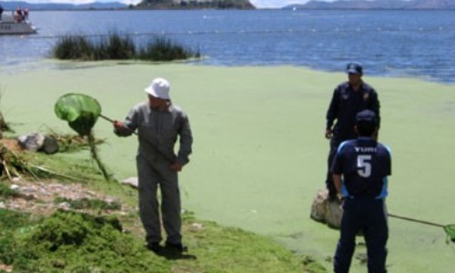 El Alto también contamina el lago Titicaca - Vivir en El Alto Contaminación en el lago Titicaca
