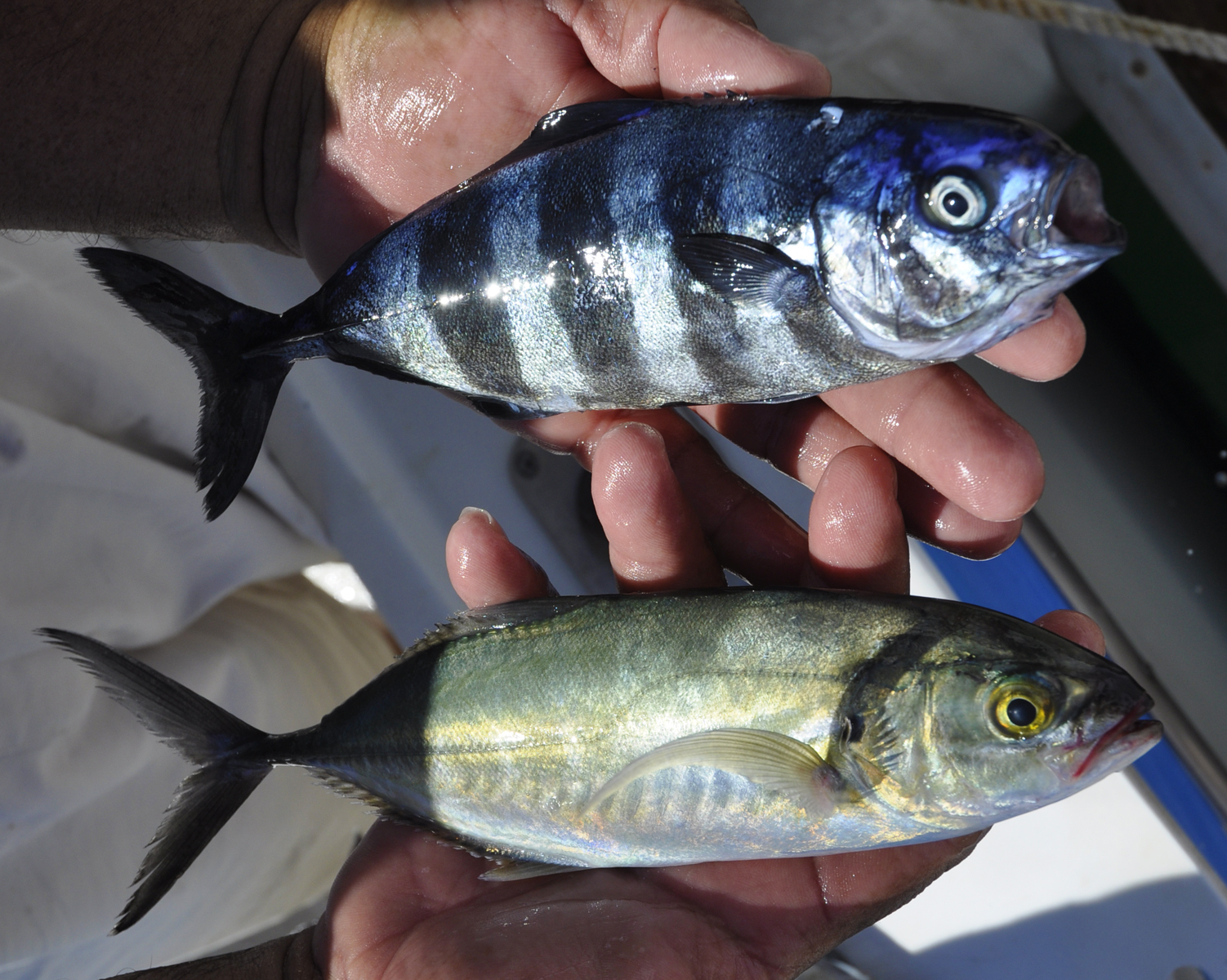 Pisces Fleet Sportfishing Blog Jun 1, 2012