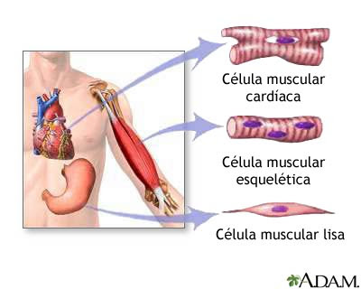 Caracteristicas Principales De El Tejido Muscular