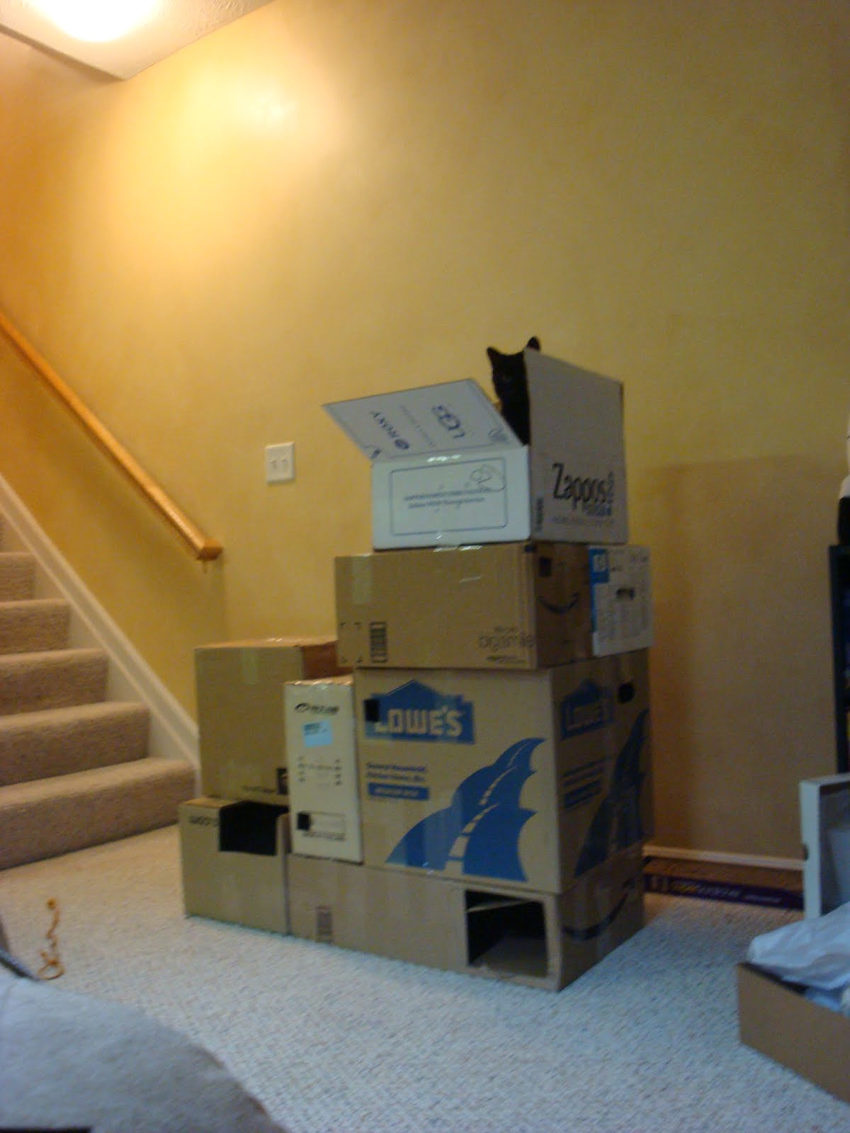 ArcLengthCafe Cat Box Fort Success!