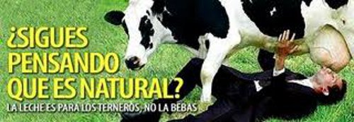 LA LECHE Y SUS DERIVADO la leche y sus derivado: