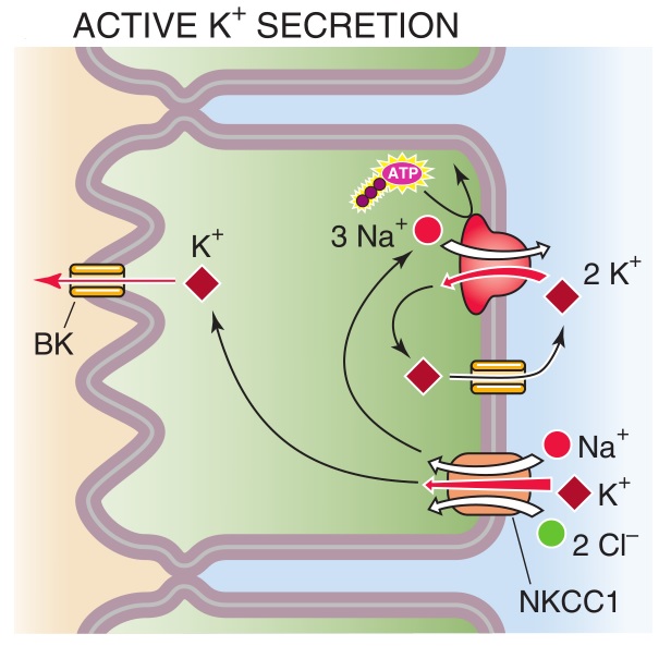Hospital Student CELLULAR MECHANISMS OF K+ ABSORPTION AND SECRETION
