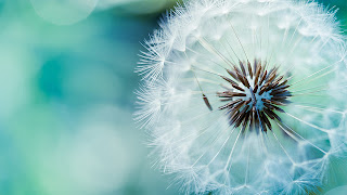 12 wallpaper keren dari ubuntu 12 10 untuk laptop anda memudahkan