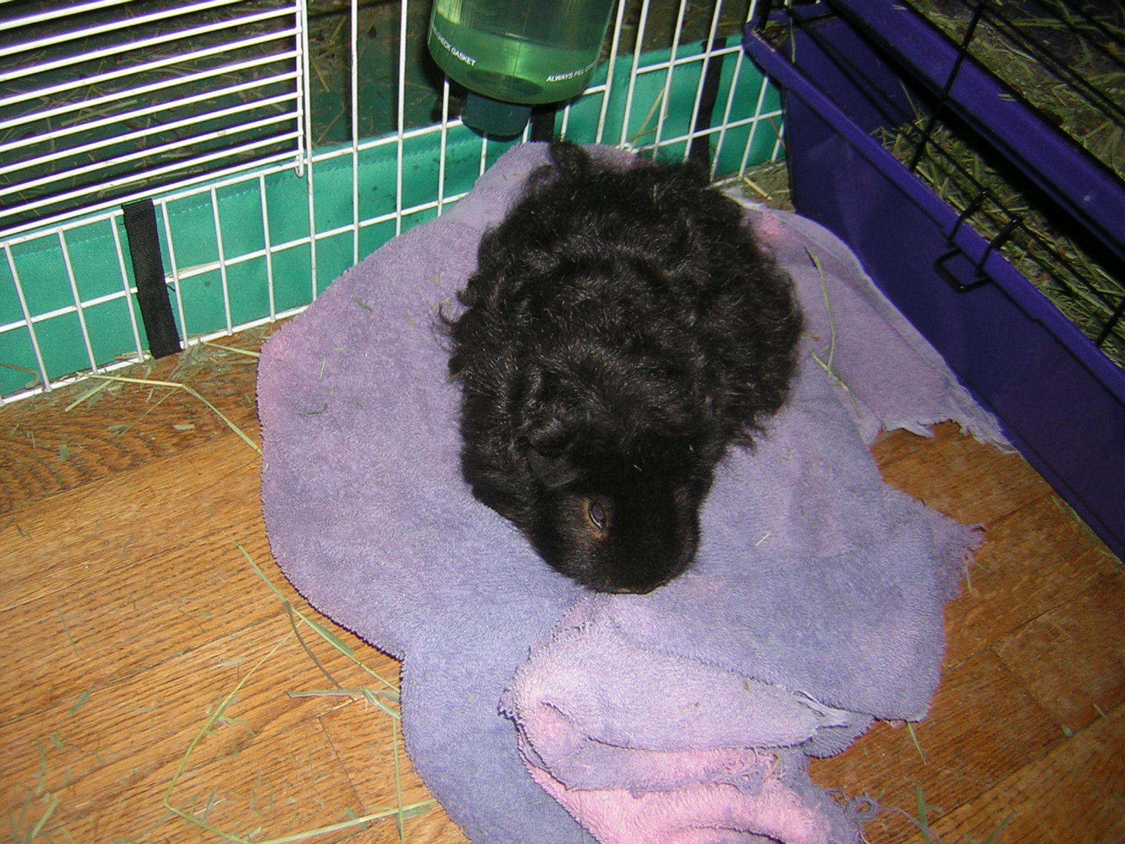 Cavy Savvy A Guinea Pig Blog Toys for Guinea Pigs Towels