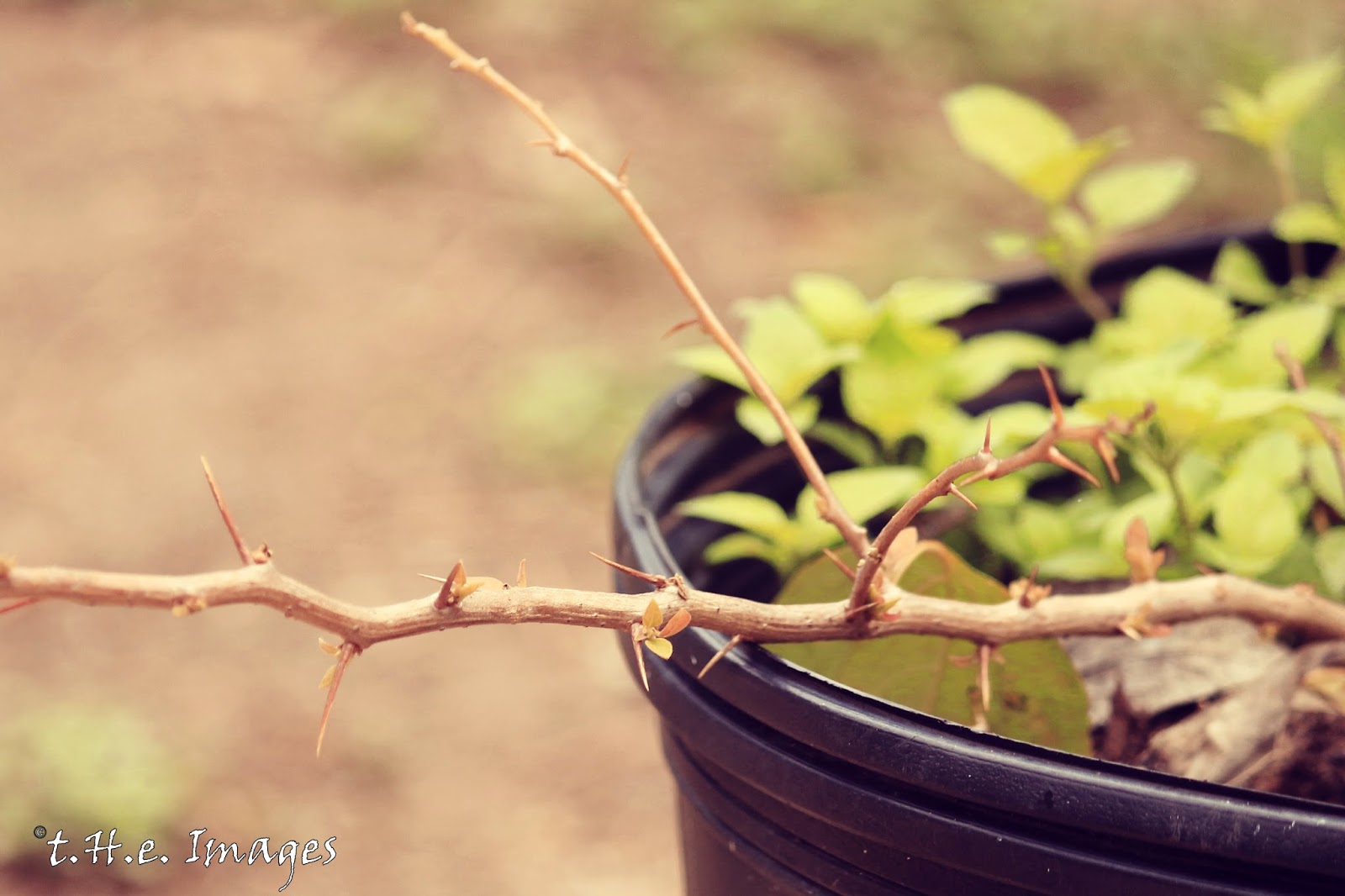 bougainvillea growing thorns reminding me of Jesus