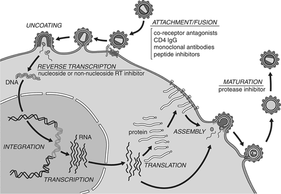 Protease Inhibitor Hiv