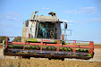 Claas Lexion 540. Harvesting thistles