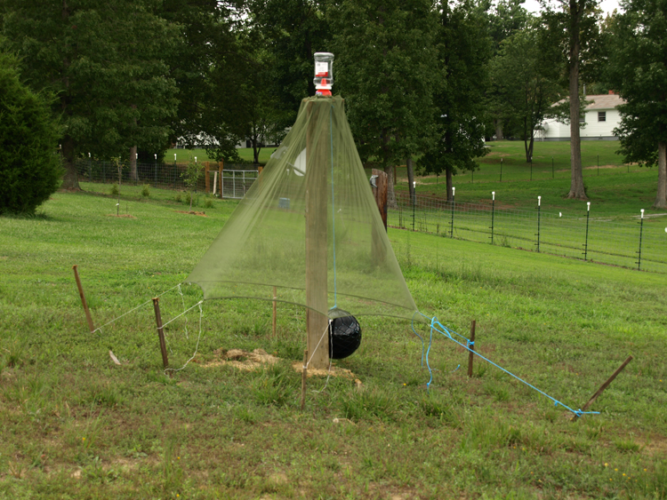 The Nees Family Horse Fly trap and the Willow tree