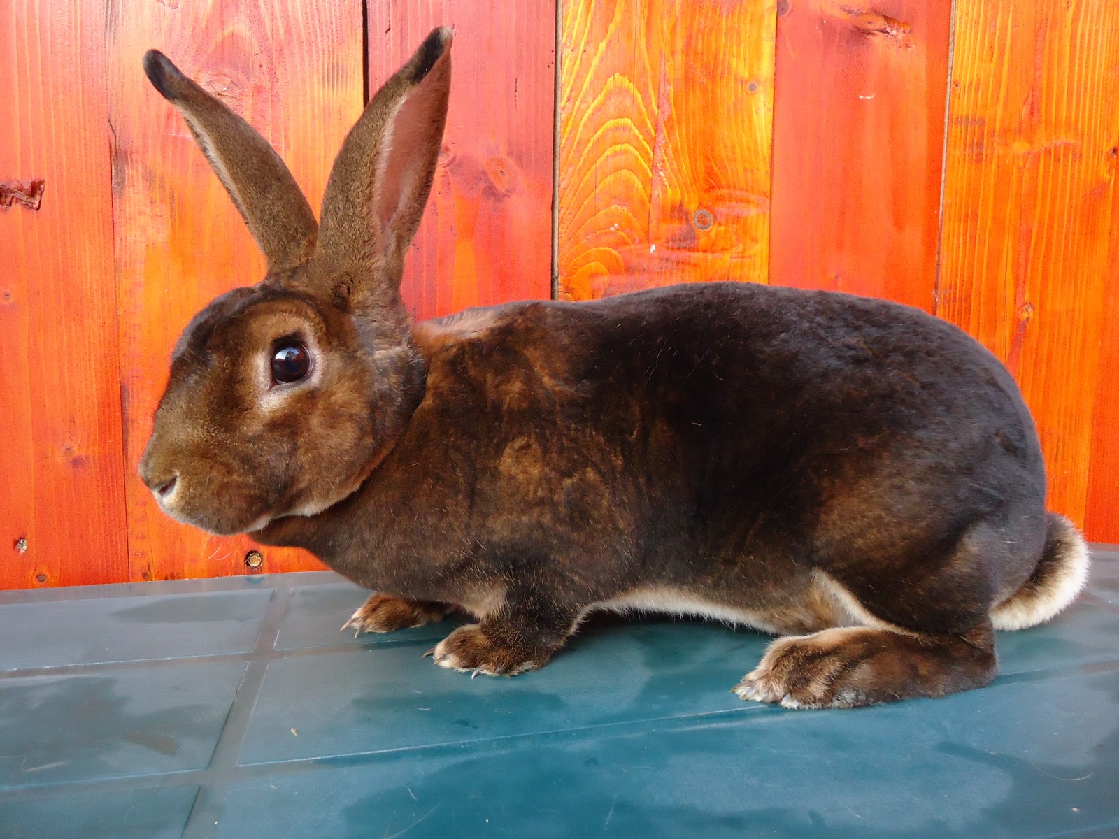 IEPURI DE RASA PURA: REX CASTOR