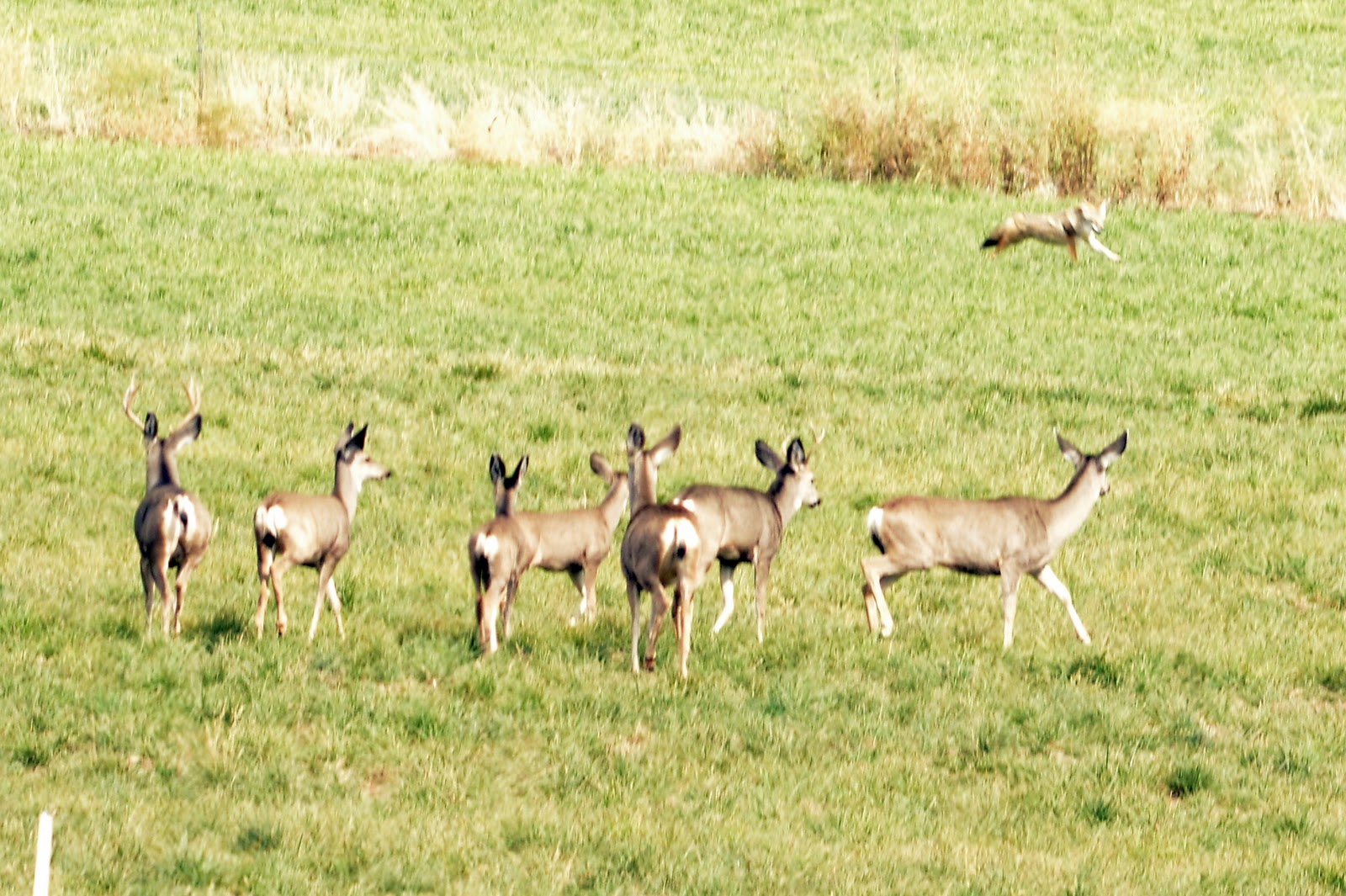 The Nature of Framingham Deer Pack Hunting Coyotes in Nevada