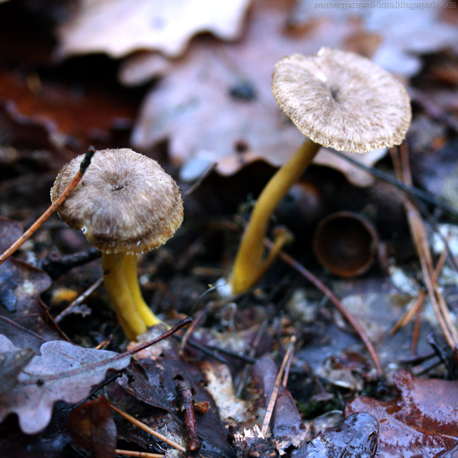 SauvagementBon Les petits sont de sortie