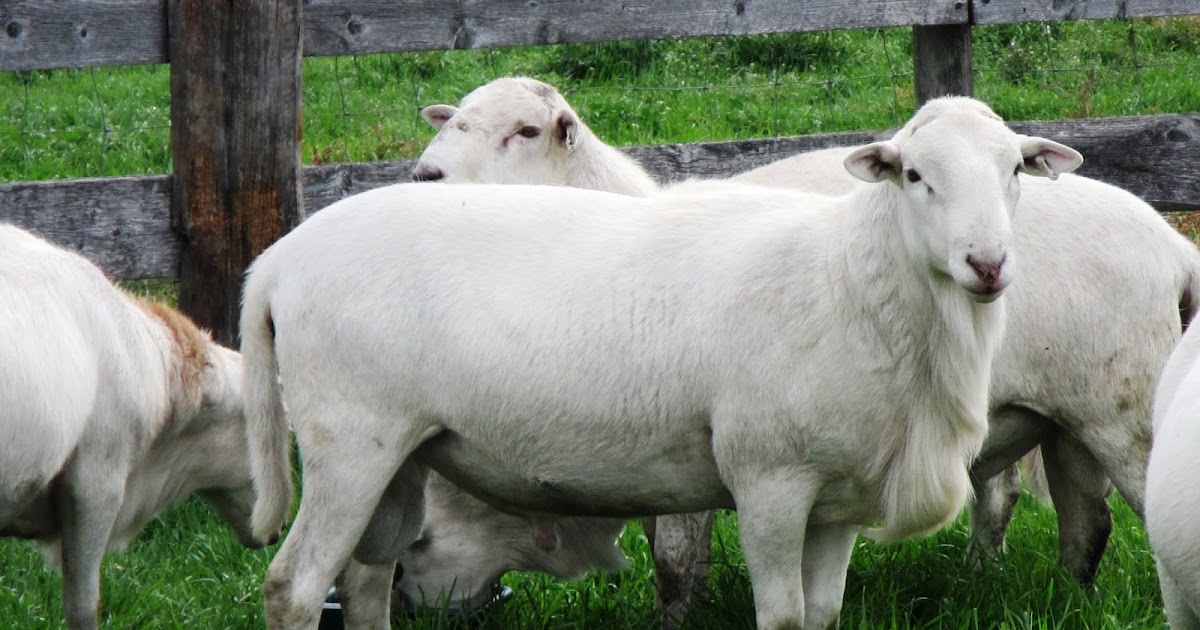 AVERY's KATAHDIN SHEEP 7 Outstanding Yearling Ram Lambs for Sale