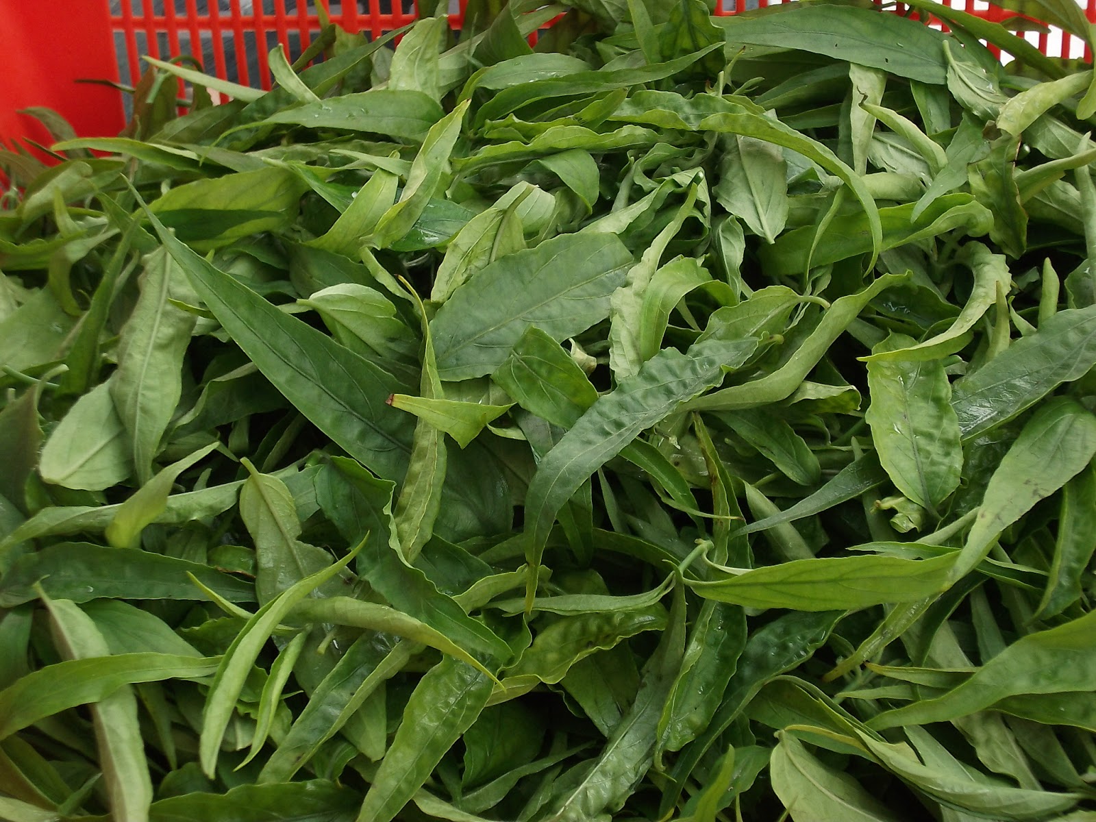 Sabah Snake Grass Dealer Singapore Where to Buy Sabah Snake Grass in