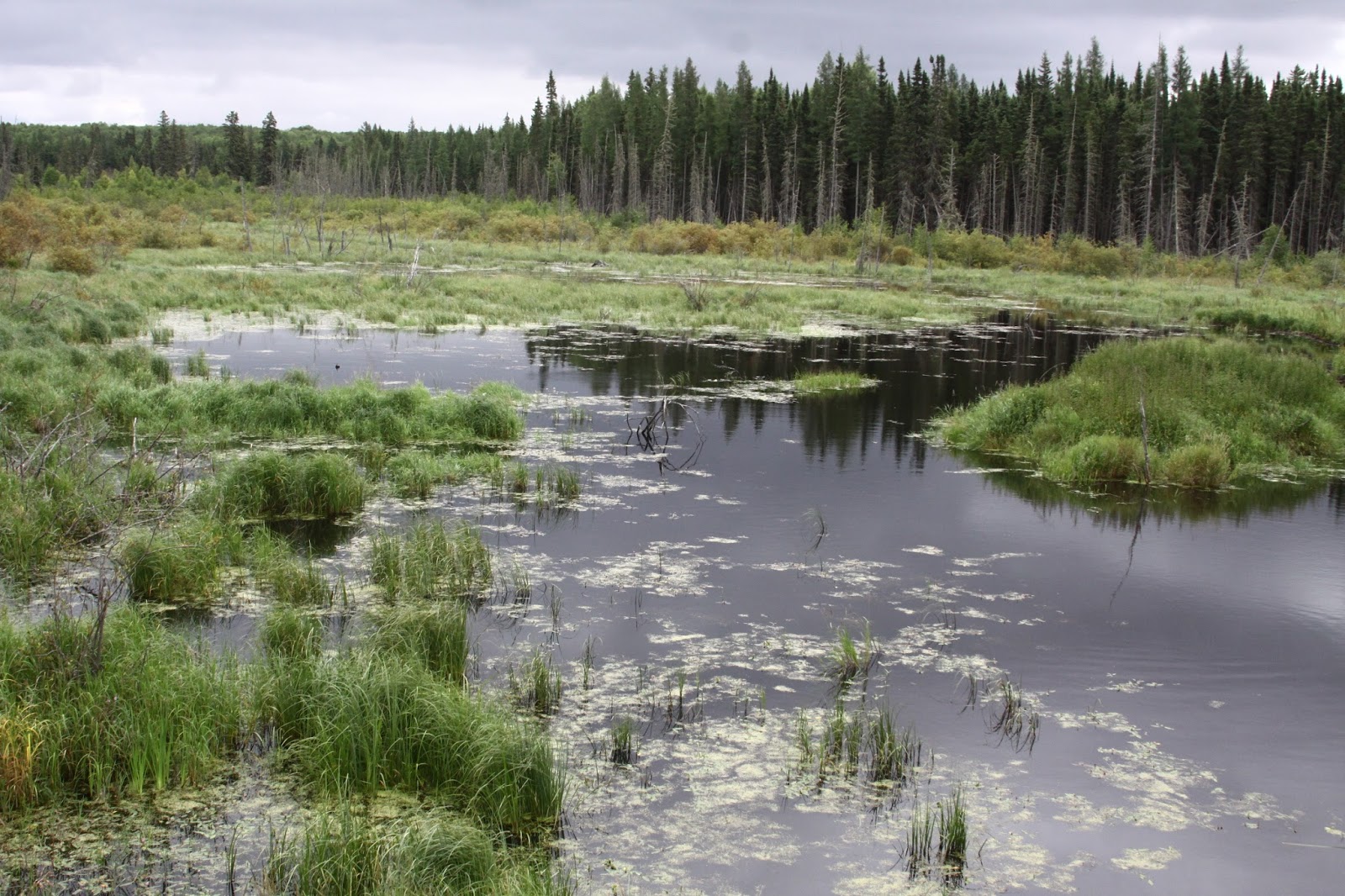 Peter's Photo Acoustic Alchemy boundary bog.. a type of wetland