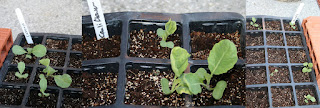 Seedlings doing really well Seedlings doing really well