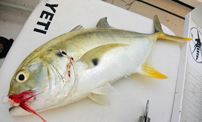 captain rich 39 s fly fishing blog friday night lights water bug