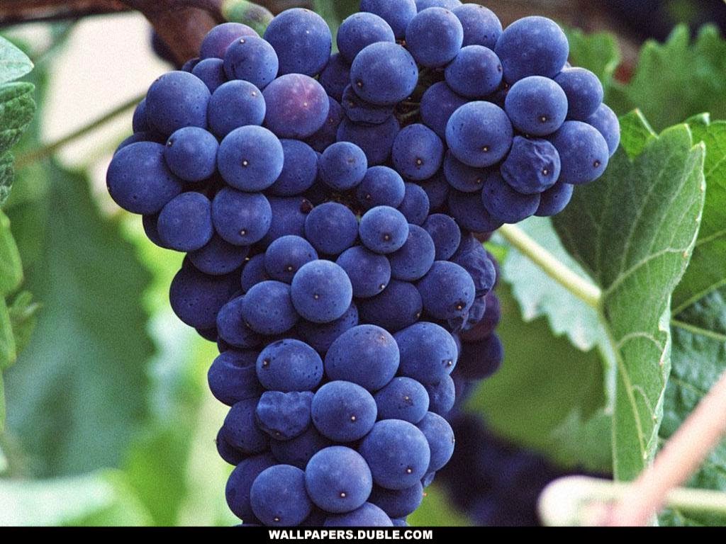 uvas palavras de um pescador de almas