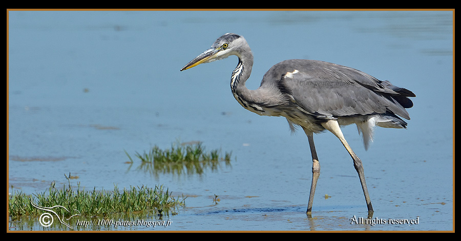 Ardea cinerea