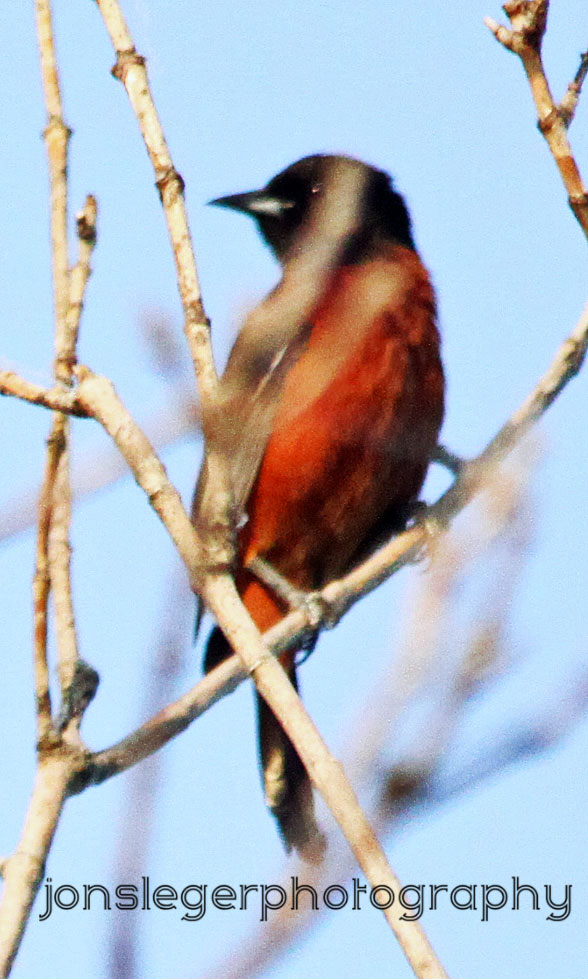 northern illinois birder baltimore orioles galore and northern illinois birder baltimore orioles galore and
