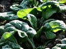 spinach+growing.jpeg spinach+growing.jpeg
