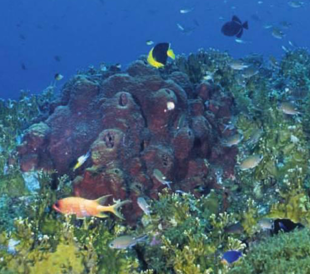 Speaking of Science Marine life off the coast of Texas