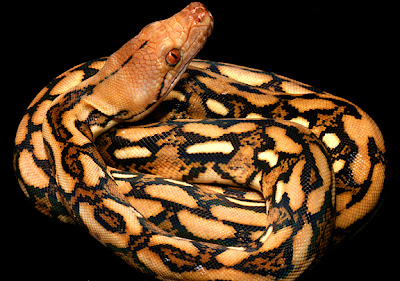 http://4.bp.blogspot.com/-ITwxlUnY9dg/TcUDrMNYwsI/AAAAAAAAACw/DXqFu33rjKw/s1600/TigerHetF2.jpg