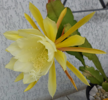 Epiphyllum - Amarela c/ branco