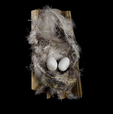 [Image: bird-nests-sharon-beals-06.jpg]